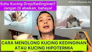 CARA MENOLONG KUCING HIPOTERMIA / KUCING KEDINGINAN | Tips menyelamatkan kucing hipotermia
