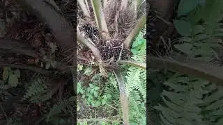 Nyata hasil pupuk kandang