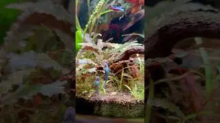 Blue stiphodon gobies in the Spiral #aquarium #aquascapegallery