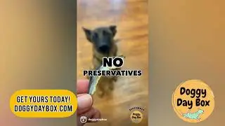 The Best Natural Dog Treats!