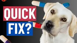 Should your dog be on behavior medication?