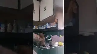 Vitamins to boost energy & appetite of LIONCATS family 