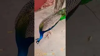 peacock dance ll peacock voice #peacockdance #peacock