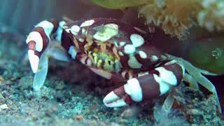 Paul Ranky DiveOp QualityAuditing MarketingVideo Up to 4K