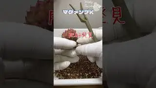 sm115【多肉植物】肥料実験！マグァンプKとC社の比較1年の結果で結果がでた