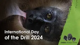 Day of the Drill 2024 at the Limbe Wildlife Centre