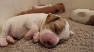 Cavapoo Puppy Litter - Turning 2 weeks old