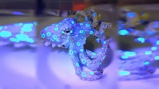 Blue Ring Octopus Polymer Clay Sculpture