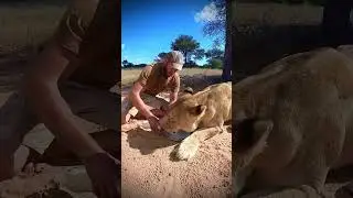 Sirga still loves the milk she got as a cub