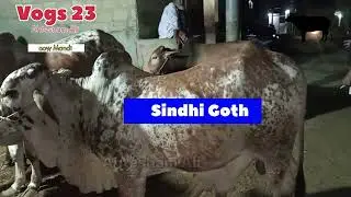 Cow Mandi 2023 | Sindhi Goth Mandi | Low Price Mandi | Vlogs 23