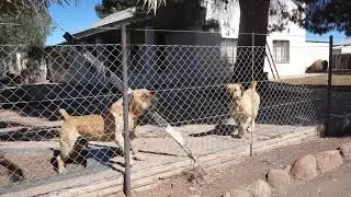 Boerboel - Middelpos Alpha and Dixie