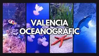 Quoi voir, quoi faire &agrave; Valencia la visite de l'Oceanografic Valence Espagne