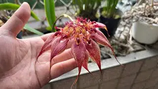 田尾戰利品之一 奇妙造型的蘭花 豆王之稱號的蘭花