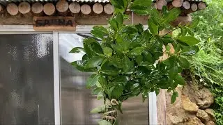 ヴィヒタをクロモジで作ってみました【二拠点生活 山編】