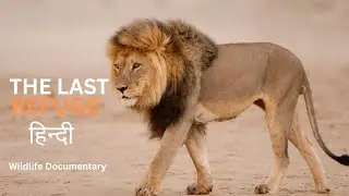 The Last Refuge - हिंदी डॉक्यूमेंट्री | Wildlife documentary in Hindi 