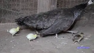 Peahens Hatching Peachicks, Peacock Minute, peafowl.com