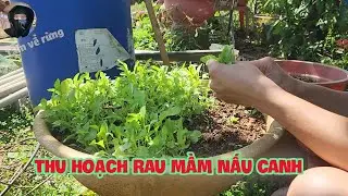 Thu Hoạch Rau Mầm Nấu Canh | Tâm Về Rừng #25