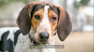 Meet the Treeing Walker Coonhound: America&rsquo;s Energetic Scent Hound #treeingwalkercoonhound #dog