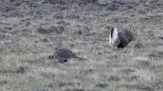 Greater Sage Grouse, Centrocercus urophasianus, northwest of Denver, CO, USA, 28 Apr 2018 (2/10)