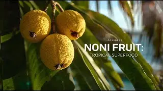 Morinda Fruit (Noni): Health Benefits, Traditional Medicine, and Global Cultivation