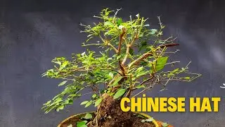 CHINESE HAT BONSAI | KAPNI PLANT