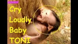 Again and Again,Adorable baby Newborn  Monkey TONI Still Cry Loudly | He afraid When Mom Running.