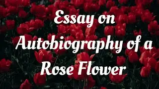 Essay on Autobiography of a Rose Flower | |Red rose || #learntowrite || english eassy@Learn_to_Write