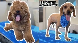 MATTED DOODLE GROOMING- Full Shave Down (No Voiceover)