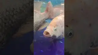 open close mouth#fish#shortvideo