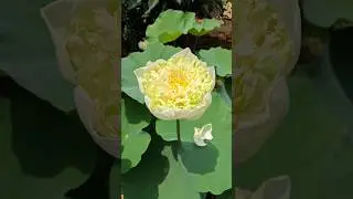 Beauty of Green apple lotus #shorts #lotus #flowers