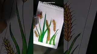 Barley colour drawing #viral #youtubeshorts #shortsvideo #shorts