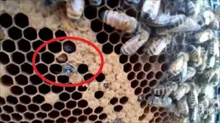 Wintering Down And The Birth Of A Bee! - Episode 16