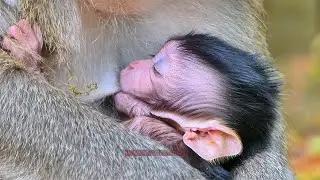 Recently Bentley Adorable Baby has to suck sweet milk Mom | BBC Natural Animals