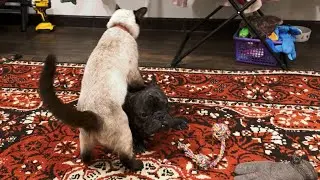 The Eternal Rivalry | French Bulldog & Cat
