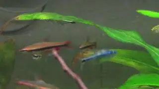 Hemigrammus rodwayi