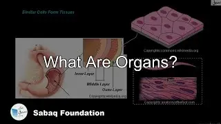 What Are Organs?, General Science Lecture | Sabaq.pk