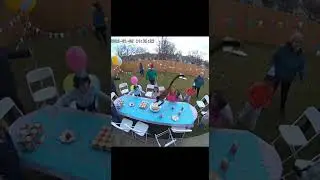 Monkey Crashes Birthday Party! #wildlife #shorts #naturegonewild