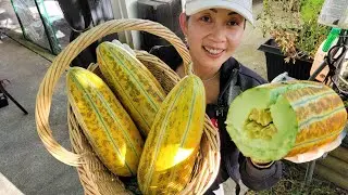 Dưa gang chín cây ăn ngay tại vườn ngon tuyệt, thu hoạch su đầu mùa, lê, bầu bí 🇨🇦1256》Vườn Rau Việt