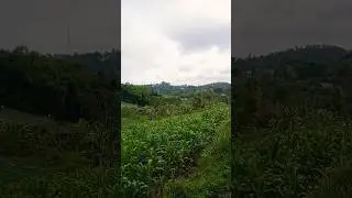 Renungan #nature #shorts