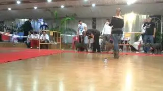 Ciudad Real American bully show 2012 Best in show