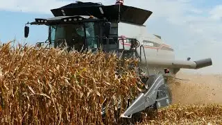 Gleaner T81 Harvesting Corn With 12-Row Gleaner Command 3312
