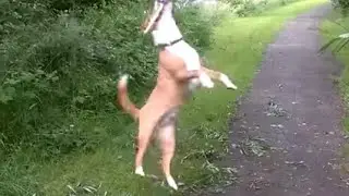 Dog magic