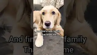 My dog complaining about Mom🙄#tiktok #shorts #ytshorts #viral #funny #cute