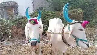 Raichur Karnataka Bulls Market Videos// రాయచూరు బుల్ మార్కెట్ 1/02/2026