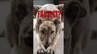 Greyhound vs Cheetah: Who's REALLY the Fastest? #Greyhound #Cheetah #FastestDog #DogFacts