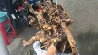 (Đx))1M95 gl lưỡi nai 200k lh0707713796khuongbonsai