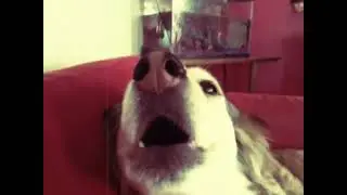 Autotune-Dog