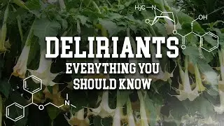 deliriants - everything you should know (video essay)
