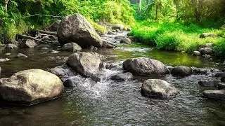 Nature&rsquo;s Gentle Rhythm &ndash; Soft Water Flow in a Forest Stream to Soothe Stress and Promote Sleep
