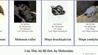 Lớp Th&uacute;, bộ Bộ Dơi, họ Molossidae chaerephon mops eumops mormopterus major rufus mammal midas